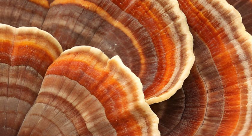 Functional Mushroom Council Announces Official Launch